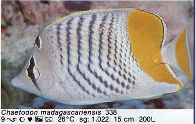 Chaetodon madagascariensis
